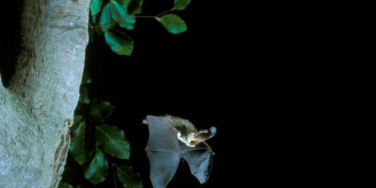  brown long-eared bat